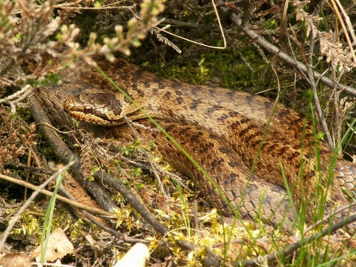 Užovka stromová