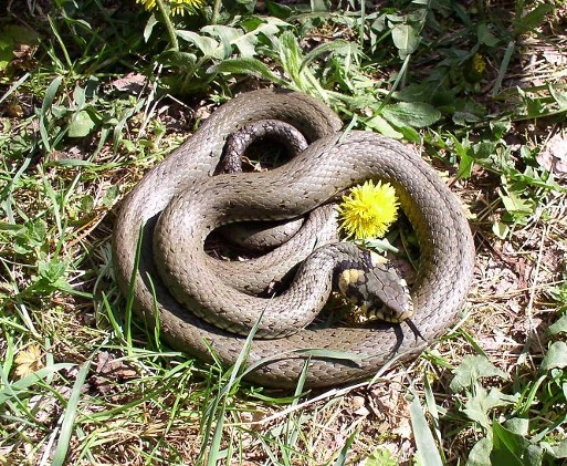 Užovka obojková (obyčajná)