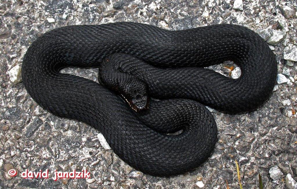 Čierna forma vretenice
